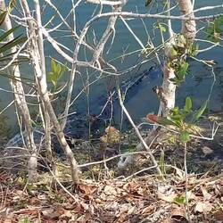 In bewegten Bildern.