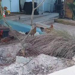 Die wilden Hühner von Key West, Nachkommen der Kampfhähne der Kubaner.