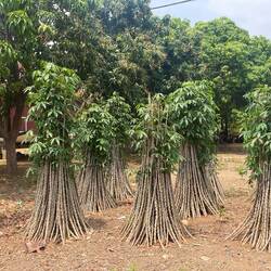 No idea what these are