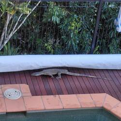 Lizards, don't come in small sizes in Cairns. This guy just sauntered along the pool deck