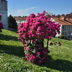 Flowers just keep on coming this week!