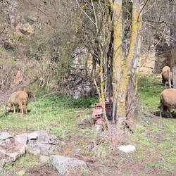 Serbian sheep come with bells