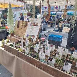 Auch (blühende) Tillandsien sind im Angebot