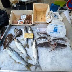 Frischer Fisch und Jakobsmuscheln