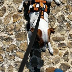 Mein kleiner Brückenschissie, macht sich wieder platt wie ne Flunder, damit er nicht runterfällt