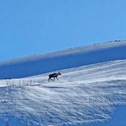 Ein hartes Leben in dieser Umgebung in dieser Jahreszeit