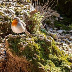 Ob das ein Rotkehlchen ist 🤔