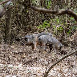 Begegnungen auf dem Rückweg 🤣