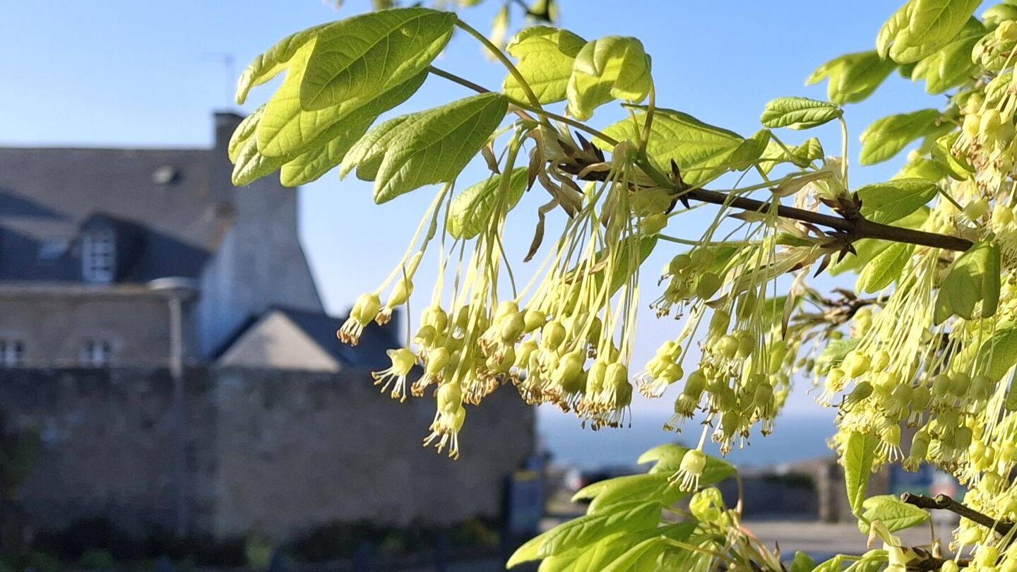 Lindenblüte bahnt sich an