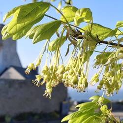 Lindenblüte bahnt sich an