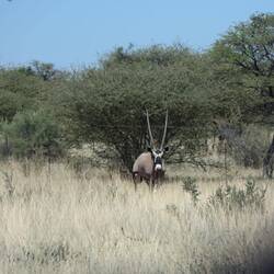 .... und gleich noch ein Oryx hinterher! ✅