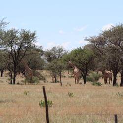 🦒✅ Geht schon gut los mit den tierischen Begegnungen....