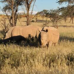 Zwei große 🦏 - was für friedliche Tiere 🤍