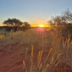 Kalahari bei Sonnenuntergang