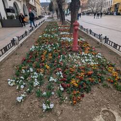 Finally getting some flowers; Spring is almost here!