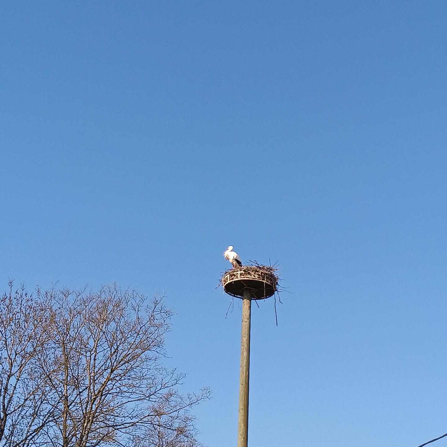 Es ist eine storchengegend mit vielen Nestern