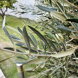 March olive flowers