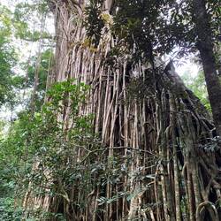 Cathedral fig tree roots