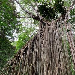 Curtain fig tree roots