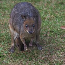 A wee pademelon