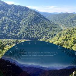 Impressive rainforest views