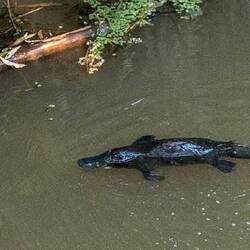 Was quite playful being daytime.