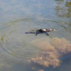 A normally shy platypus