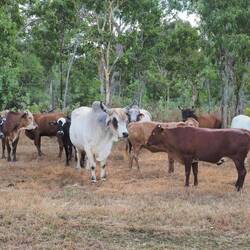 Wandering cattle looking for food.