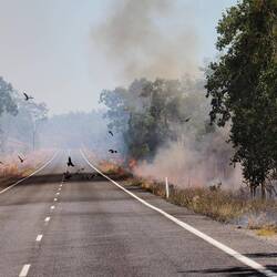 Burn offs on side of the road bringing out the insects for the birds to prey on.