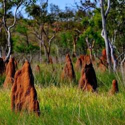 Termite mounds