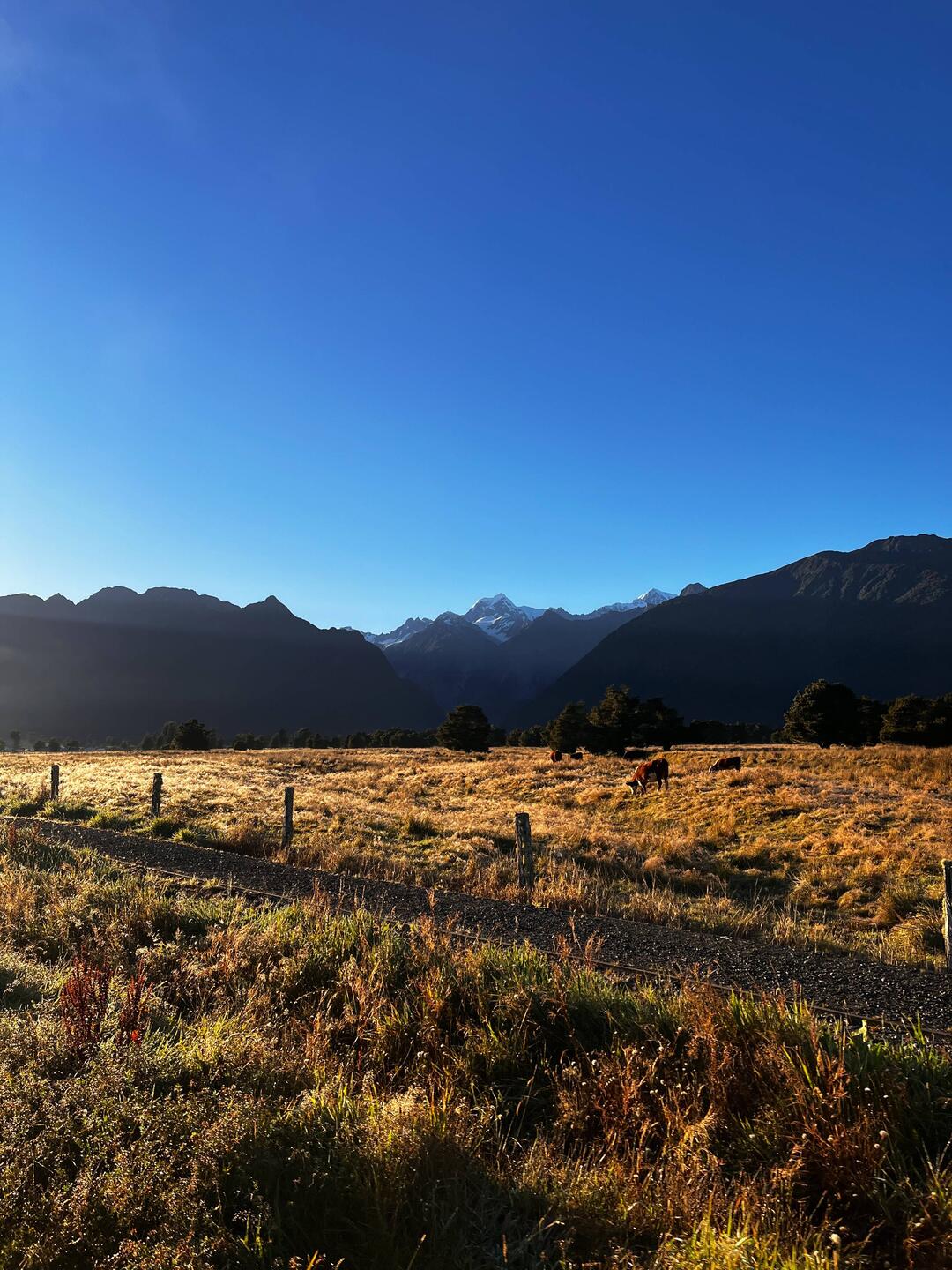 Guten Morgen Mister Fox Gletscher