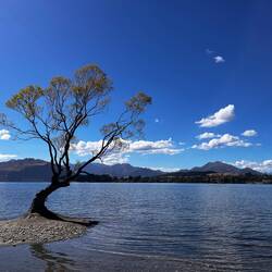 Wanaka Tree