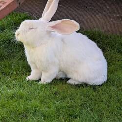 Ein riesen Brocken, der Hase.