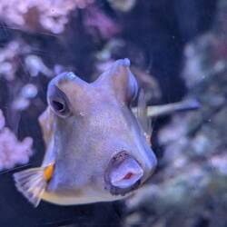 Horny Horned Fish at the Horniman.