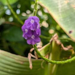 In Monas Auftrag fotografiere ich sämtliche Blüten.
