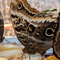 Melone, Melone, Melone!