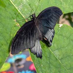 Den müssen wir für Vani fotografieren, der ist schwarz!