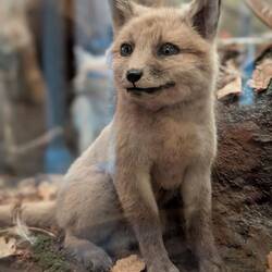 Süßer Babyfuchs mit creepy Blick. Lebt aber nicht mehr.