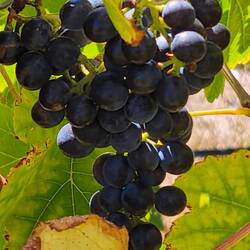 Shiraz Trauben 😄