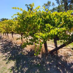 Oxenberry Farm Wines