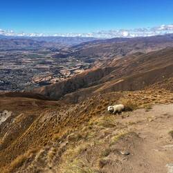 Ein Gipfelschaf 🐑