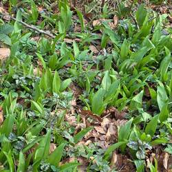 Gesund und so lecker