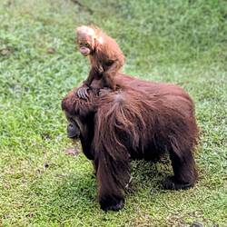 Auf Mama reiten ist cool