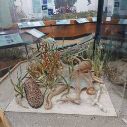 Am Boden im Seegras ist auch was los.