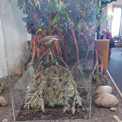 Mangroven und was darin lebt.