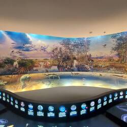 Tiere der Everglades.