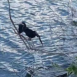 Der mit den schweren Knochen trocknet das Gefieder.