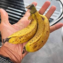 So lecker die Bananen für 13 DH das Kilo 🍌🤤