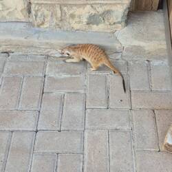 Die einen halten sich Katzen und Hunde - hier sinds halt andere Viecherl 😊