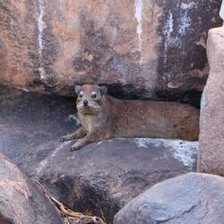 Wafff? Welffe Kekffe? 🍪 🍪 🍪 (Klippschliefer)